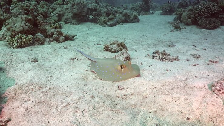 Blue spotted ribbontail ray sitting on sand in Red Sea