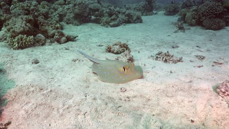 blue spotted ribbontail ray sitting on sand in red sea