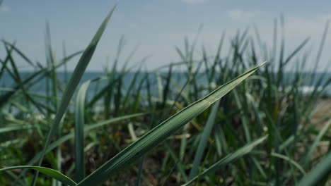 Hierba-Verde-Vibrante-Que-Sopla-Meciéndose-En-El-Viento.-Campo-De-Pradera-En-La-Playa-Del-Mar-Del-Océano.