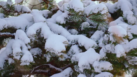 Closeup-snowbound-spruce-tree-branches-at-frosty-winter-day.-Snow-covering-twigs