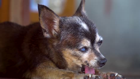 Thailand-slow-motion-old-and-ugly-chihuahua-dog