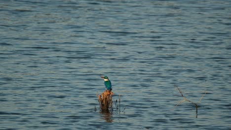 Looking-towards-the-left-as-seen-in-the-middle-of-the-water-at-a-mangrove-forest,-Collared-Kingfisher-Todiramphus-chloris,-Thailand