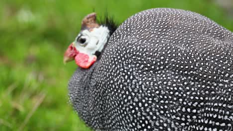 guinea fowl moving in grassy environment