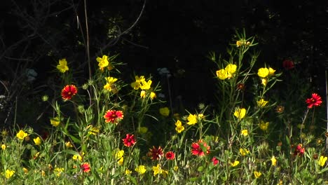 Tiro-Medio-De-Flores-Silvestres-De-Texas-Rojas-Y-Amarillas-Meciéndose-En-La-Brisa