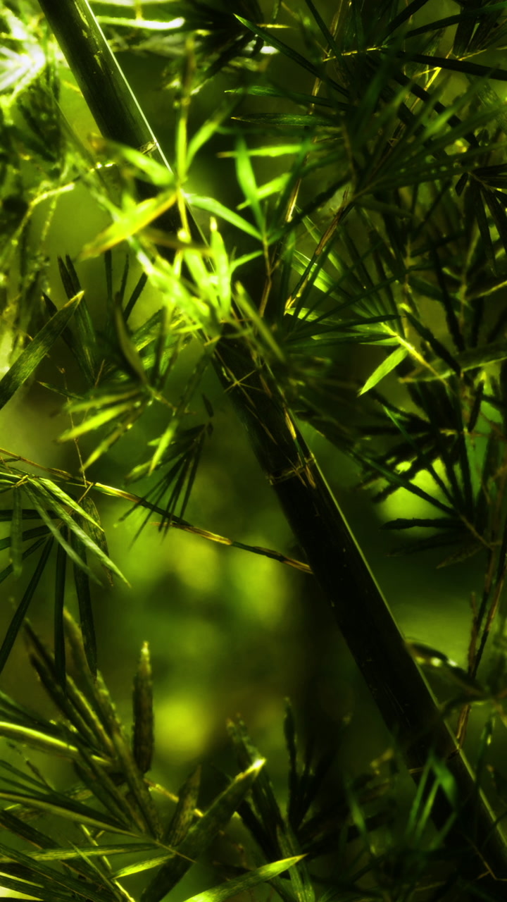 Lush green foliage dances in sunlight creating a serene atmosphere in nature