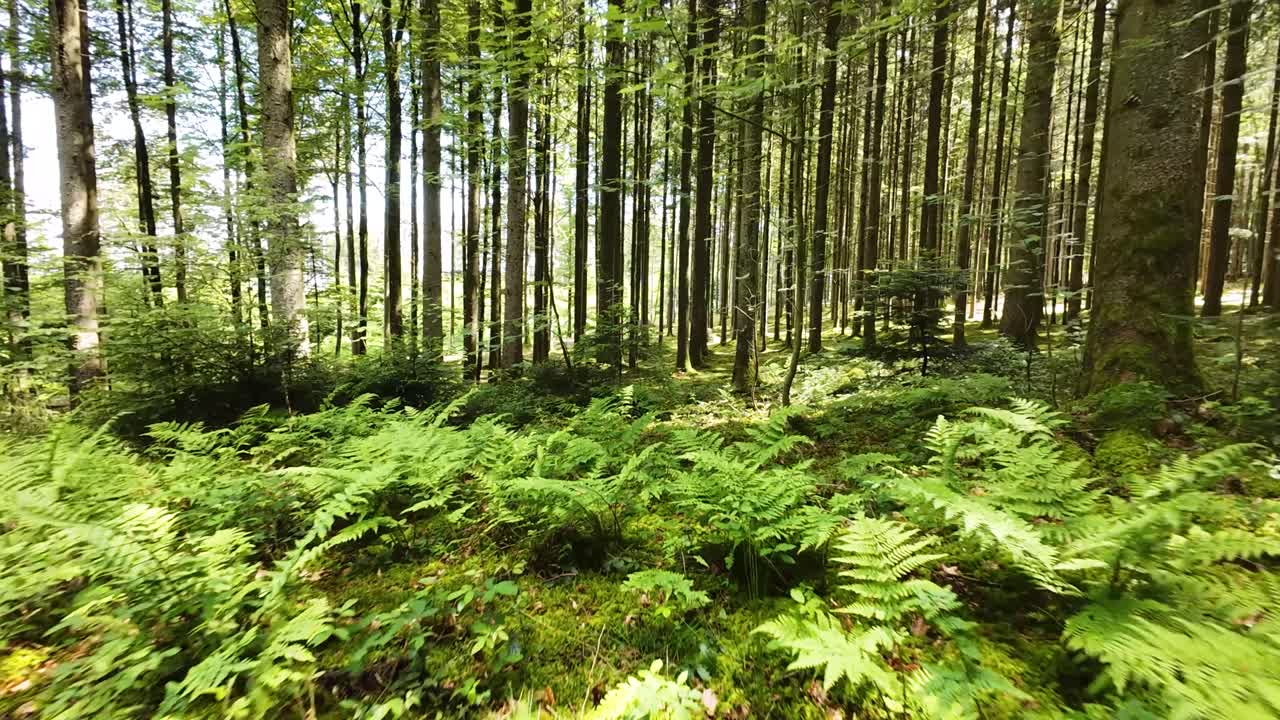 Immergiti nella serena bellezza di una foresta estiva.