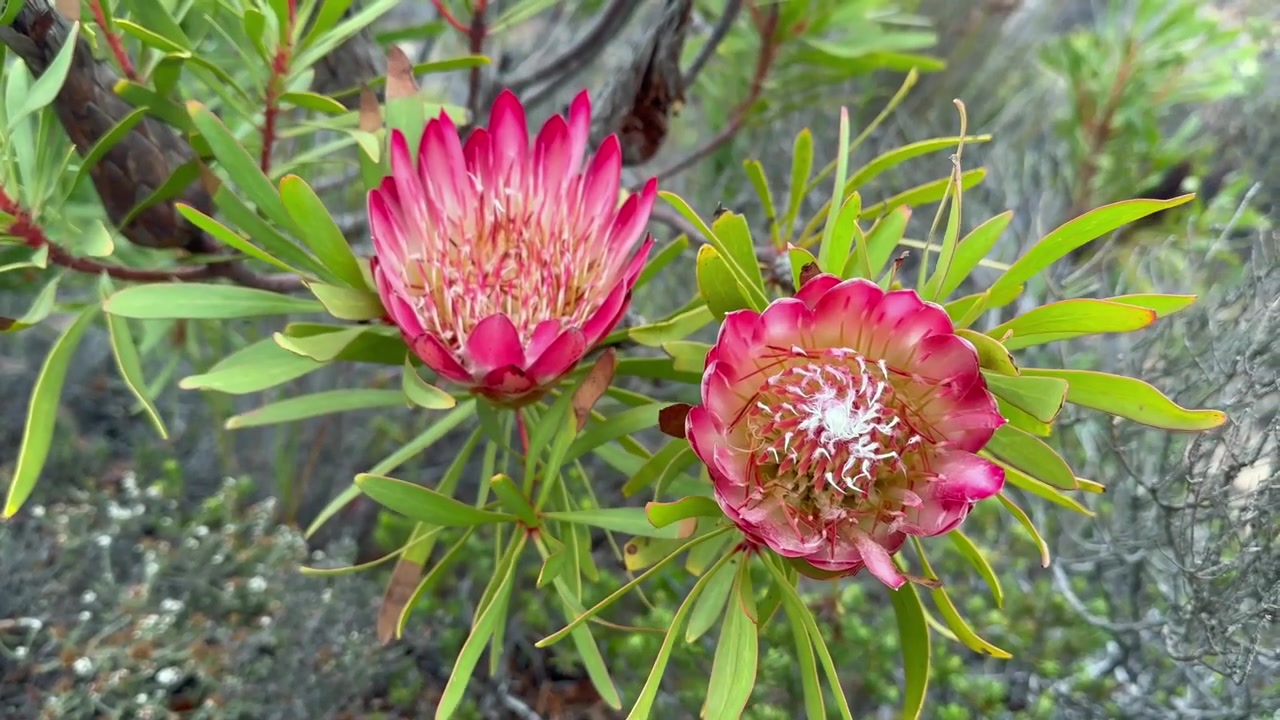 Levendige Protea-bloem bloeiend tussen gedraaide takken bij Kaappunt, Zuid-Afrika