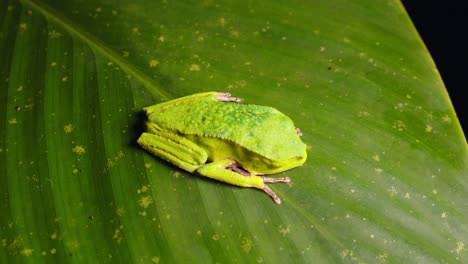 a still green frog rests on a rainforest leaf, hidden in plain sight in peru’s dense amazon jungle.