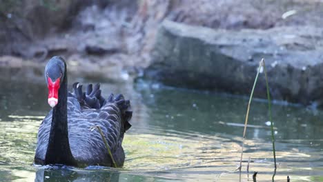 a black swan gracefully swims in a pond