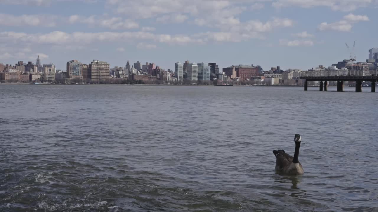 A Canada goose floats calmly on the Hudson River with New York City’s skyline and a pier in the distance under a cloudy sky
