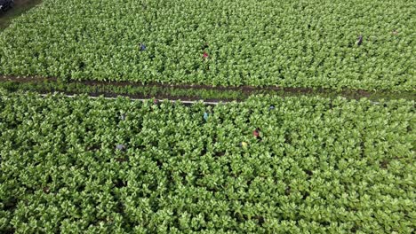 Hand-workers-harvest-tobacco-leaf