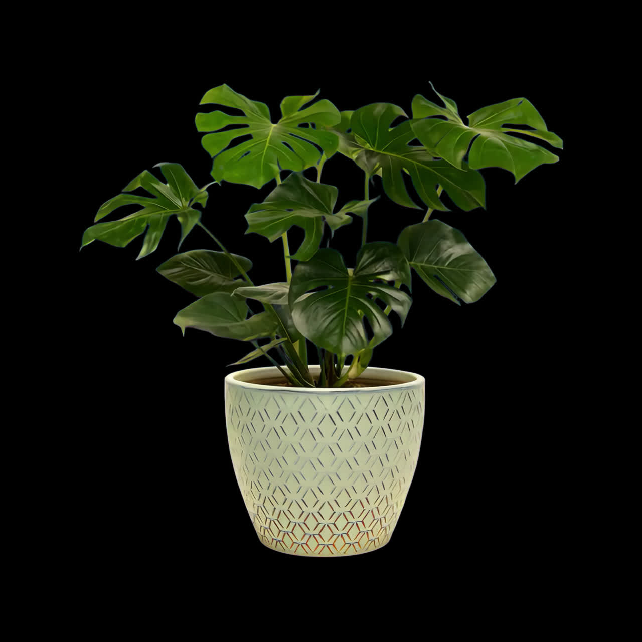 Vibrant monstera plant decor animation isolated asset, transparent 4K video, alpha channel, ProRes