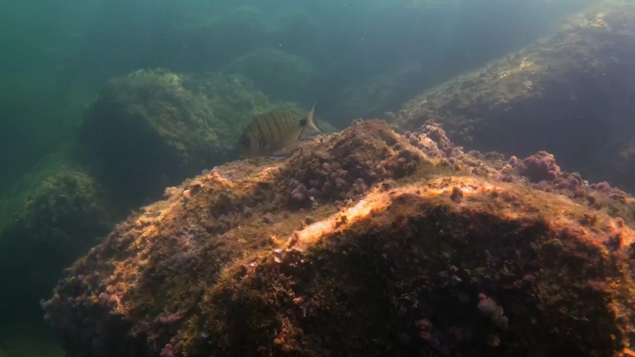 Striped fish moving slowly among colorful marine coral and rock formations, sunbeams penetrating the clear ocean water