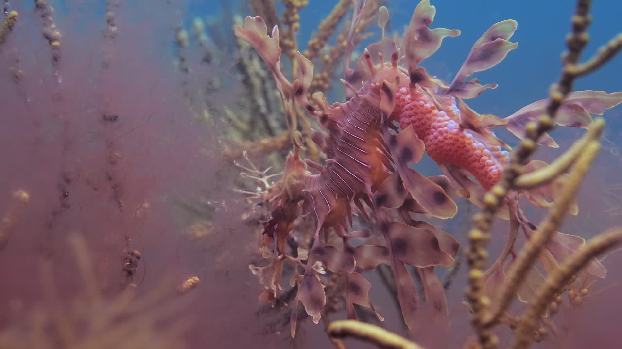 dragón de mar frondoso con huevos 4k cámara lenta sur de australia