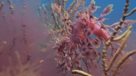 Leafy-Sea-Dragon-with-eggs-4k-slow-motion-South-Australia