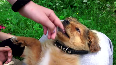 sweet poppy dog plays eating child finger