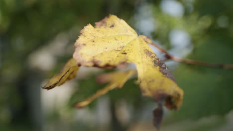 Final-Del-Verano-Tilo-De-Hoja-Pequeña-Tilia-Hoja-Moribunda-Amarillo-Otoño