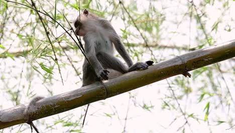 the long-tailed macaques are the easiest monkeys to find in thailand as they are present at temple complexes, national parks, and even villages and cities