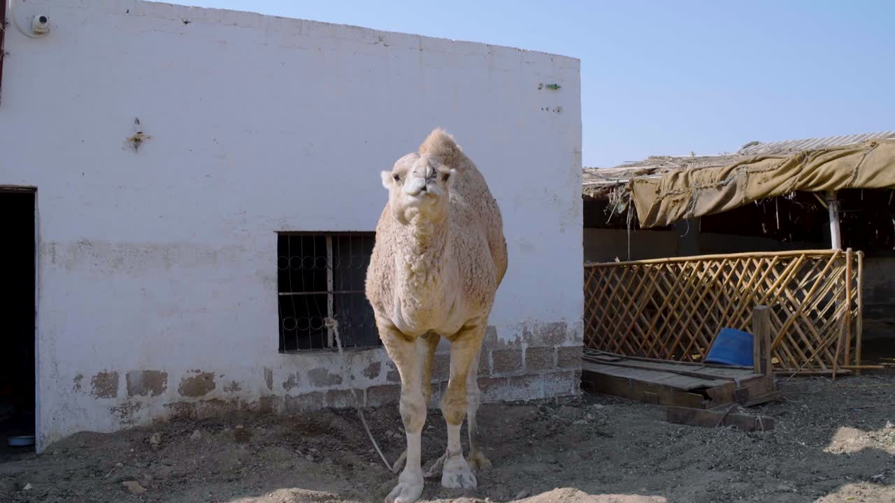 パキスタンのシンド州で、建物の近くに立つラクダ。屋外の田園風景に佇む家畜であり、中東の動物として農業関連の場面を捉えたストックフォト。
