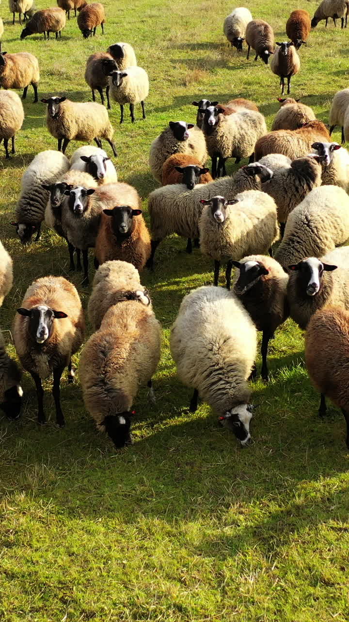 Herd of beautiful sheep outdoors. Group of fluffy animals grazing on field in bright sunny day. Farm animals on a meadow. Vertical video