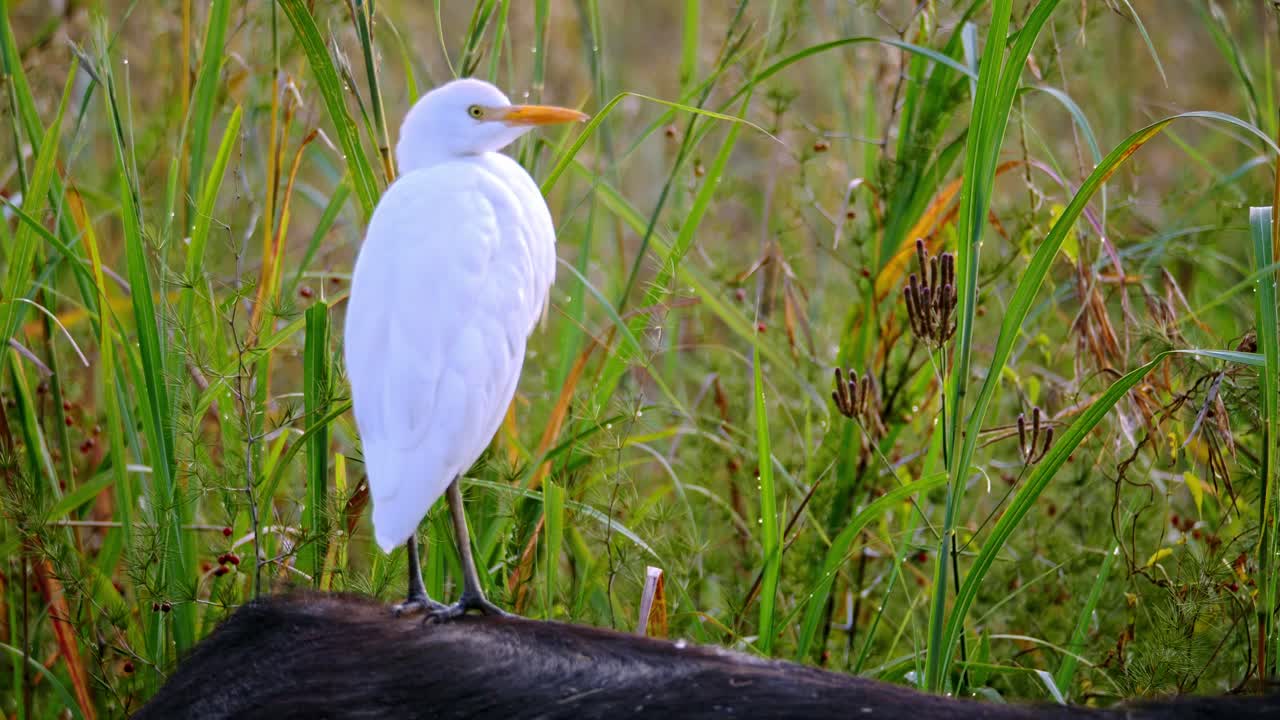 tiro de seguimiento de una garceta blanca de pie en la parte posterior de un búfalo en la naturaleza