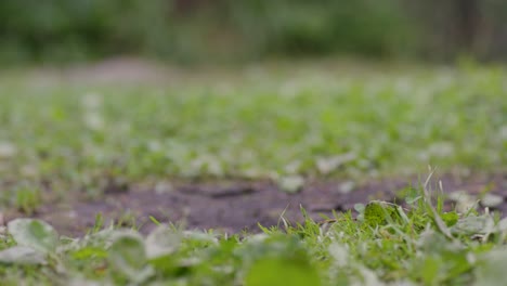 person walking in grass