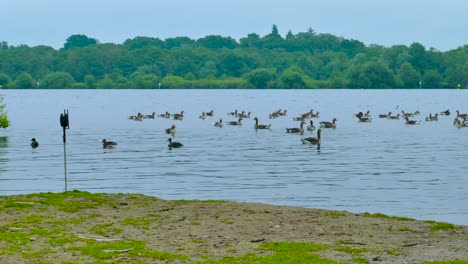 patos nadando en un río inglés en wroxham broads, norwich, inglaterra