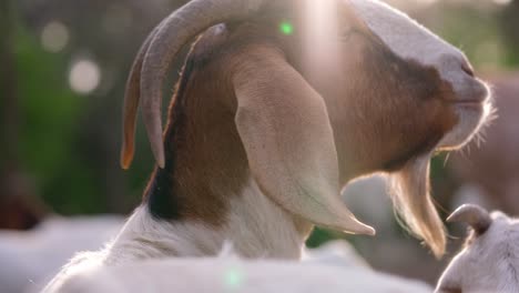 slow motion shot of goats, some sitting and some standing in the middle of a natural landscape with dirt floor, plants and trees