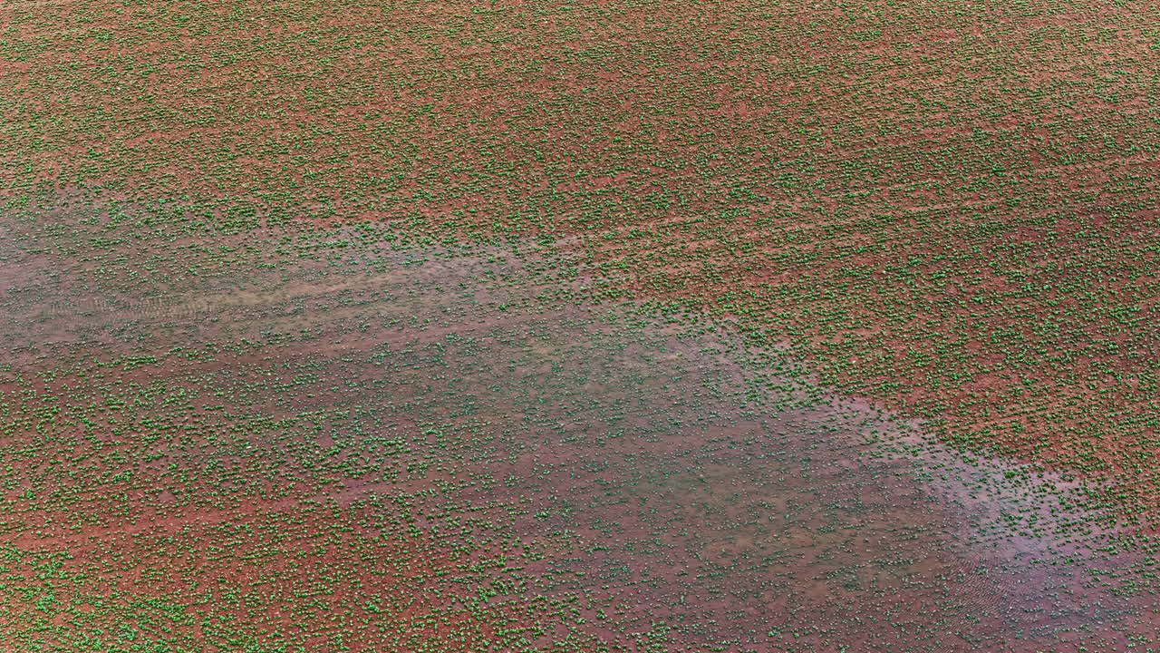 Flooded farmland with sparse crop growth, hinting at recent rainfall, aerial view