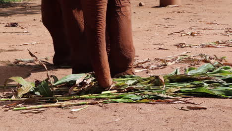 Incredible-shot-of-the-trunk-of-an-Elephant-eating-it's-food-in-slow-motion