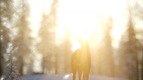 proud noble deer male in winter snow forest