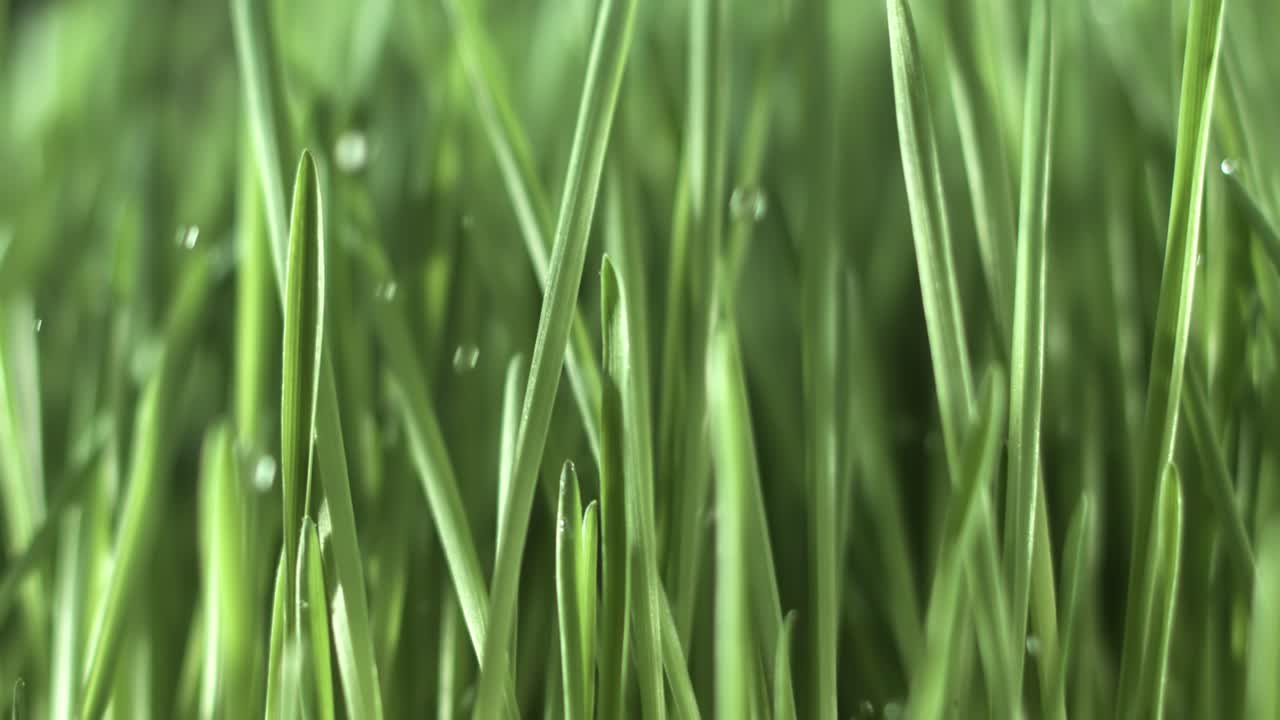 hierba verde en primer plano gotas de lluvia cayendo lentamente sobre la hierba.