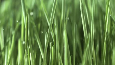 Grünes-Gras,-Regentropfen-In-Nahaufnahme,-Die-Langsam-Auf-Das-Gras-Fallen.