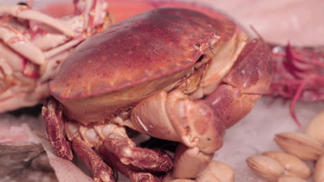 the red crab between the lobster and clams are on top of the ice