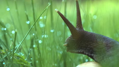 snail in dewy grass