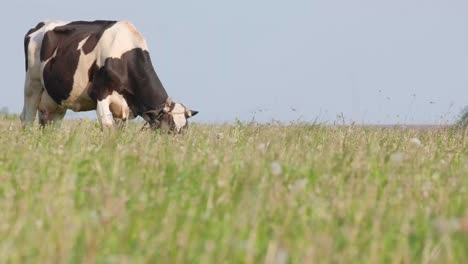 An Incredibly Beautiful Cow Grazes on a Summer Green Meadow Cattle Feeding and Breeding an Incredibly Beautiful Cow Grazes on a Summer Green Meadow Cattle Feeding and Breeding Farm Animals on a Walk Cattle a Cow Grazes in the Meadow