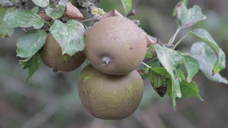 three russet apples hanging from a branch of a russet apple tree