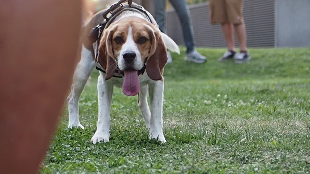 un perro beagle en correa está caminando en un parque con su dueño.