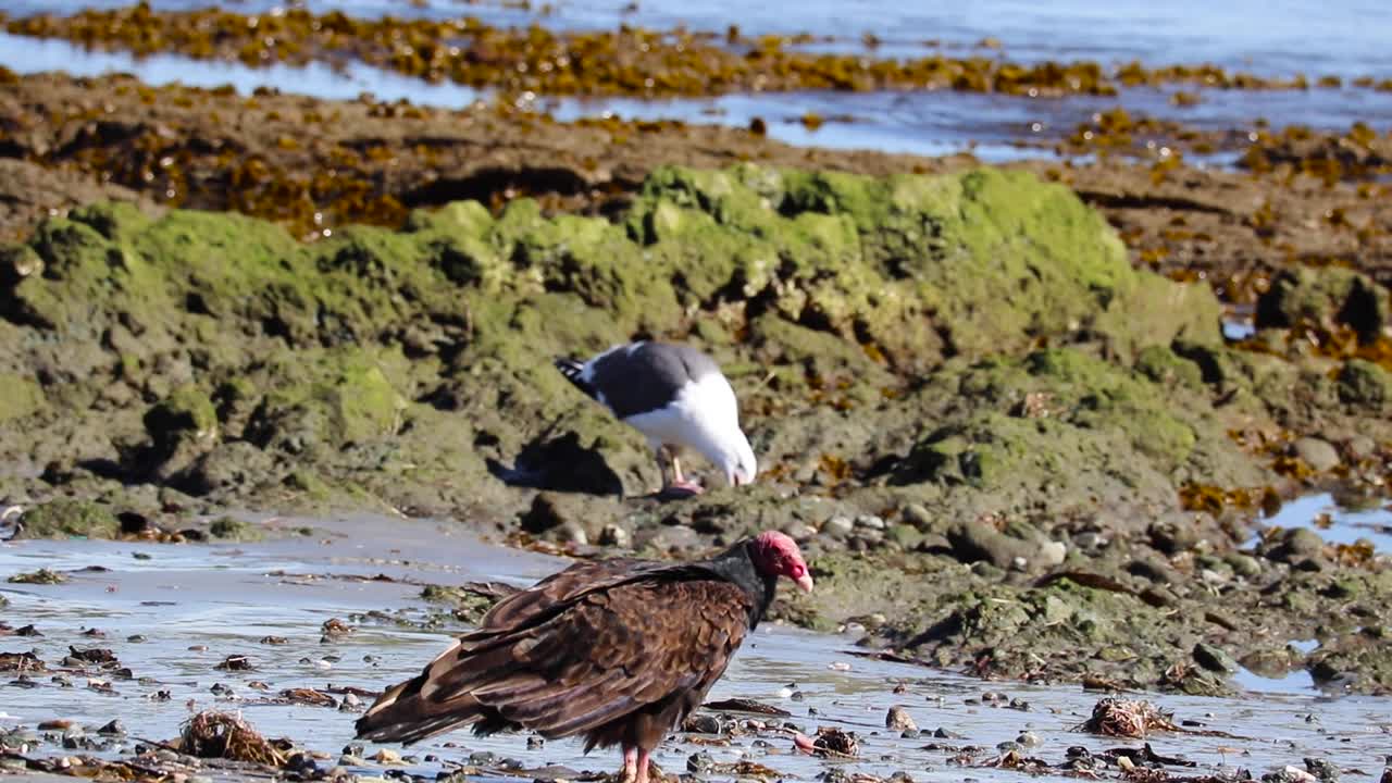 el buitre preens como gaviota rasga peces muertos en la playa rocosa de la costa de méxico
