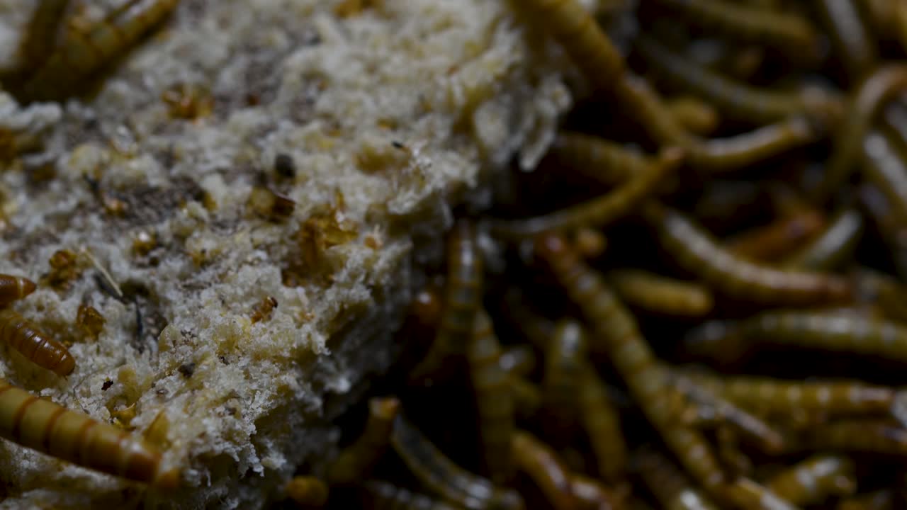 el gusano de la harina es una especie de escarabajo oscuro que se usa para alimentar mascotas como peces, serpientes, pájaros y ranas