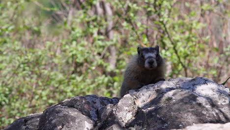 una marmota joven contra un fondo desenfocado mira directamente a la cámara