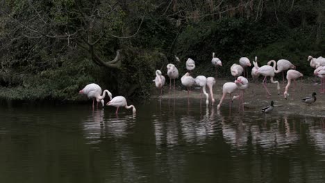 grupo de flamencos comiendo en aguas poco profundas de un estanque en un parque zoológico