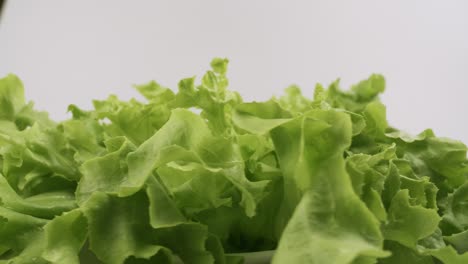 green oak fresh lettuce planted in the hydroponics style is beautifully placed and slowly rotating