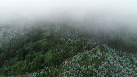 vista aérea de la niebla nebulosa del bosque