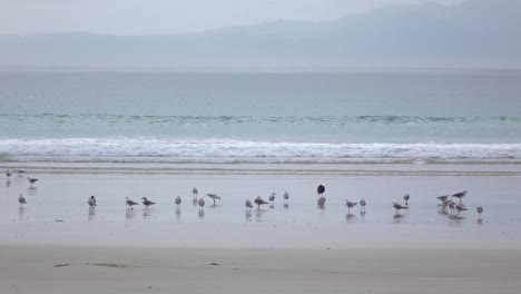 seagulls feeding on crabs on the beach