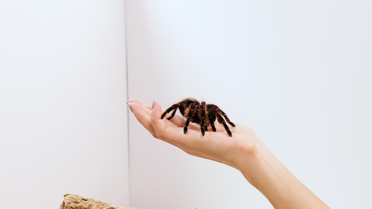 A tarantula moves across a person's hand in a bright, minimalist room with soft lighting