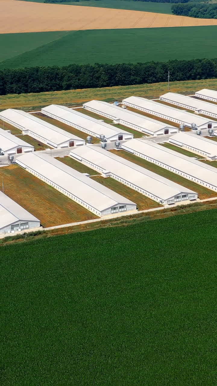 Farm houses in nature. Modern farm with long buildings for agricultural business on green field. Agricultural territory for poultry production. Aerial flight. Vertical video