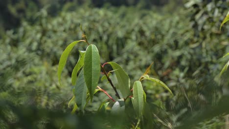 green capuli leaves swaying in wind with bokeh foliage background