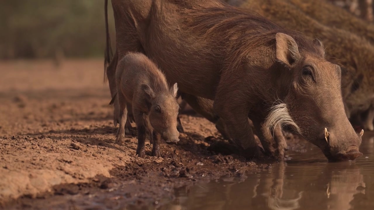 Famiglia di facoceri con cuccioli e la madre, teneri maialini in Africa, animali da safari nella natura selvaggia africana nel loro habitat naturale.