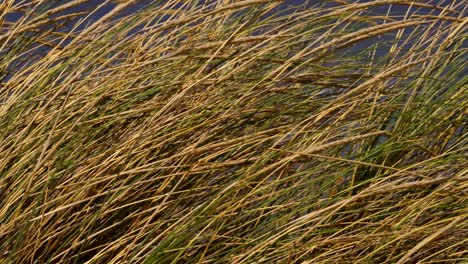 close up of grass growing on a white sand dune close to the windy coast of sardinia, italy